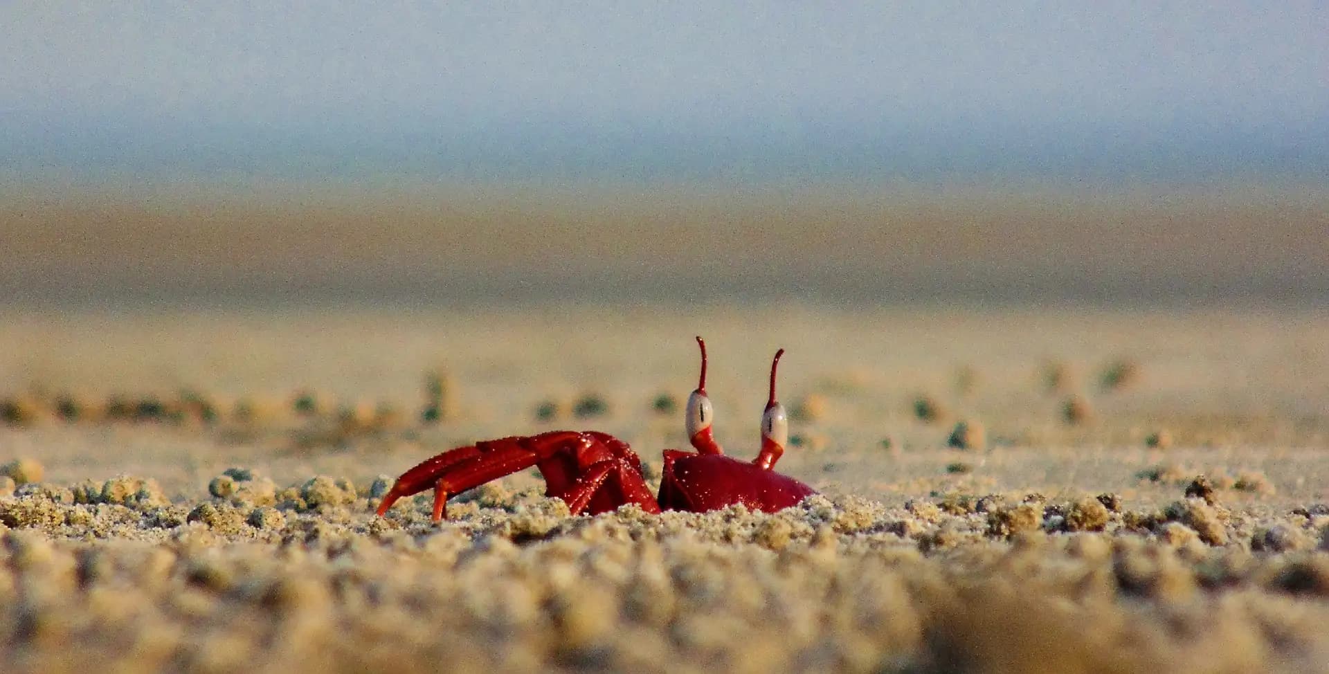 The small red crabs are very hard to photograph. I took my time and got to capture this shot.
It was taken with sony dsc h200 advanced point and shoot camera on Henry Island, West Bengal, India in 2017.