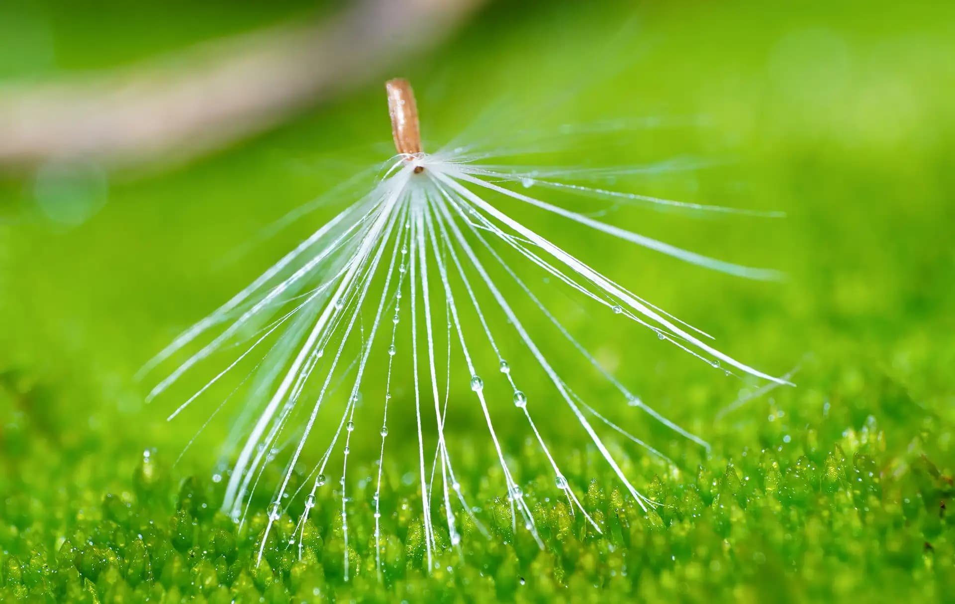 Dandelion, laying in on green moss.