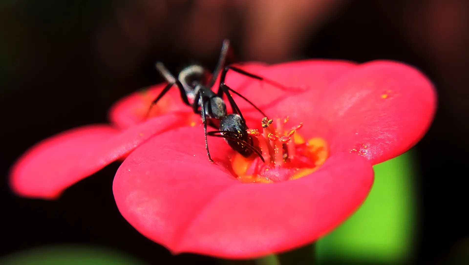 The ant was casually eating pollen in the afternoon. It was taken in our home garden.