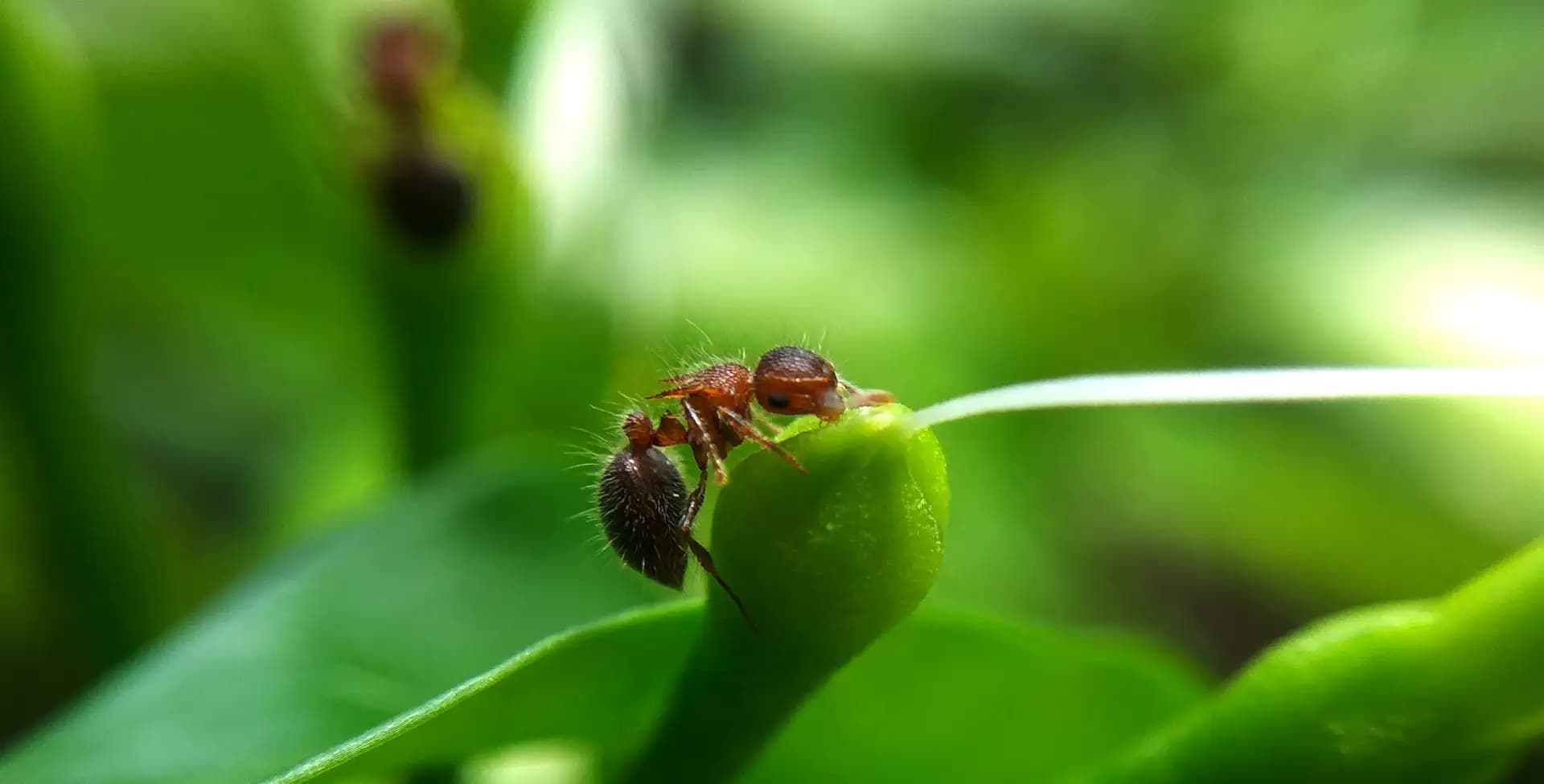 The ant was having its lunch that time.