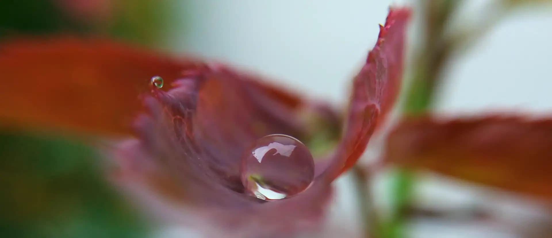 It's a waterdrop on a rose leaf. This photo was taken just after the rain.