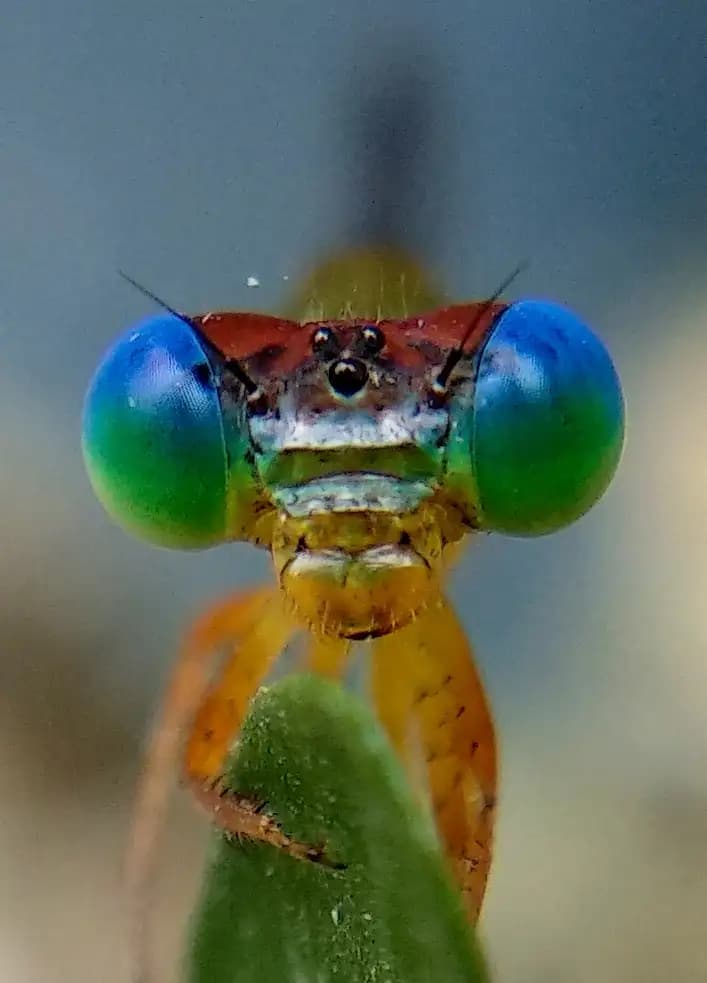 The damselfly was looking directly at me..
