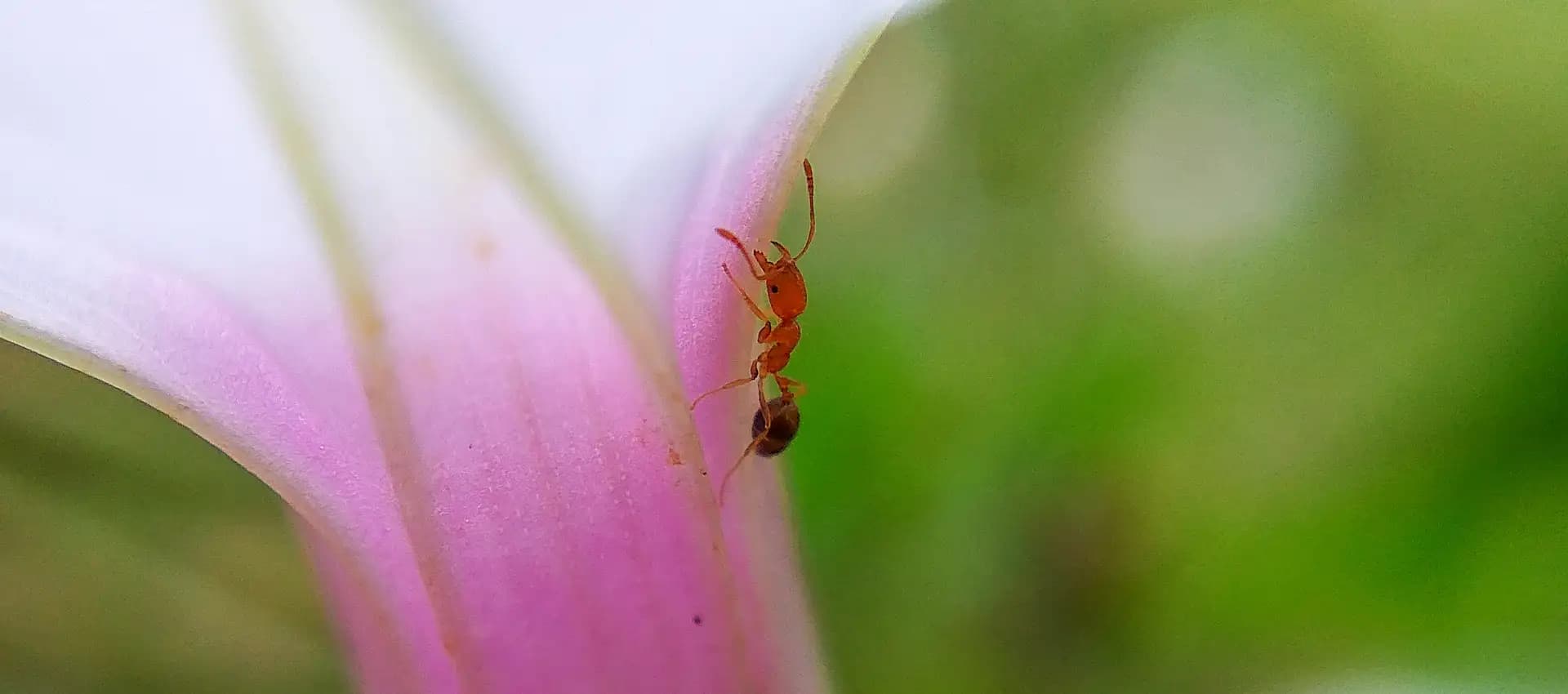 The ant was casually going along the beautiful flower.