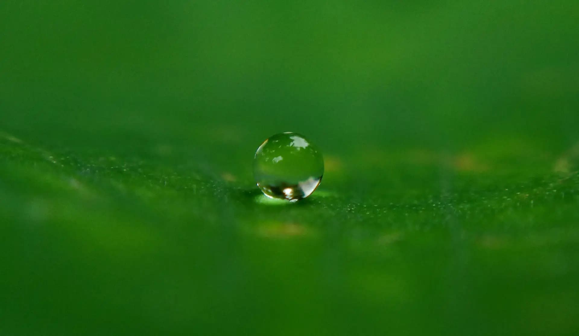 This is a water droplet on a taro leaf.