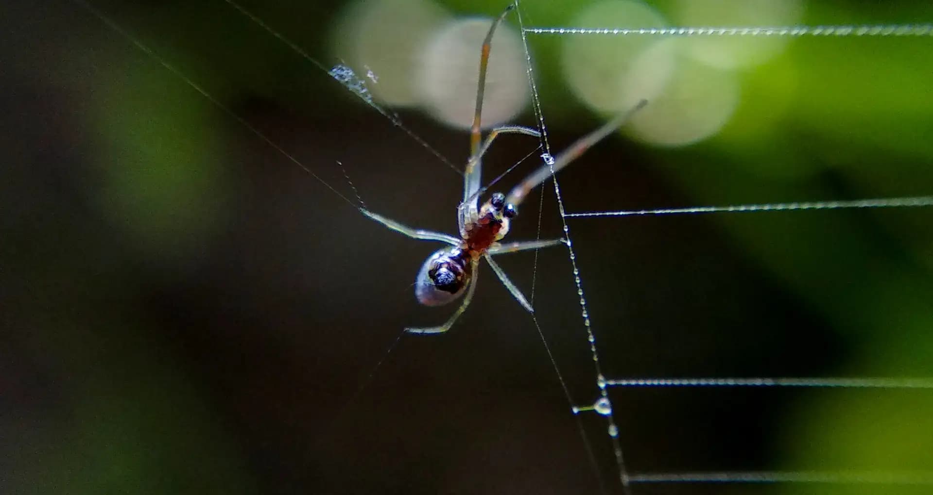 The spider was so busy constructing it's web. I took the opportunity to capture the moment.