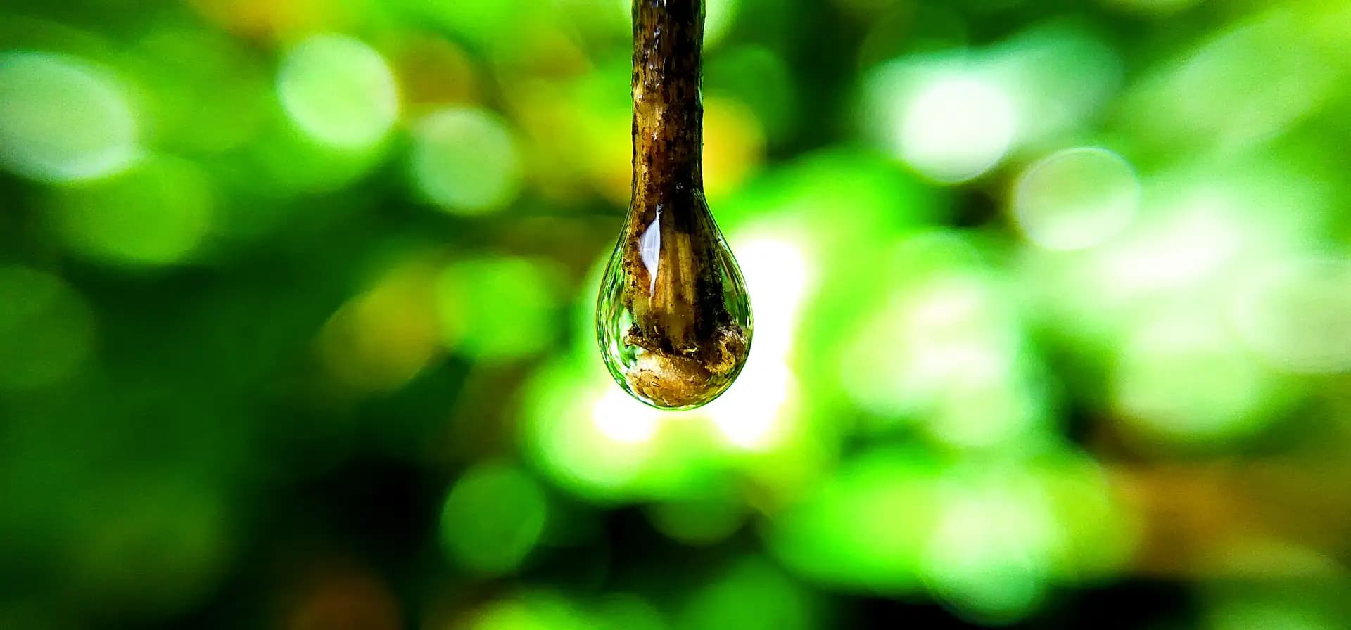 Drop of water at the tip of a twig.