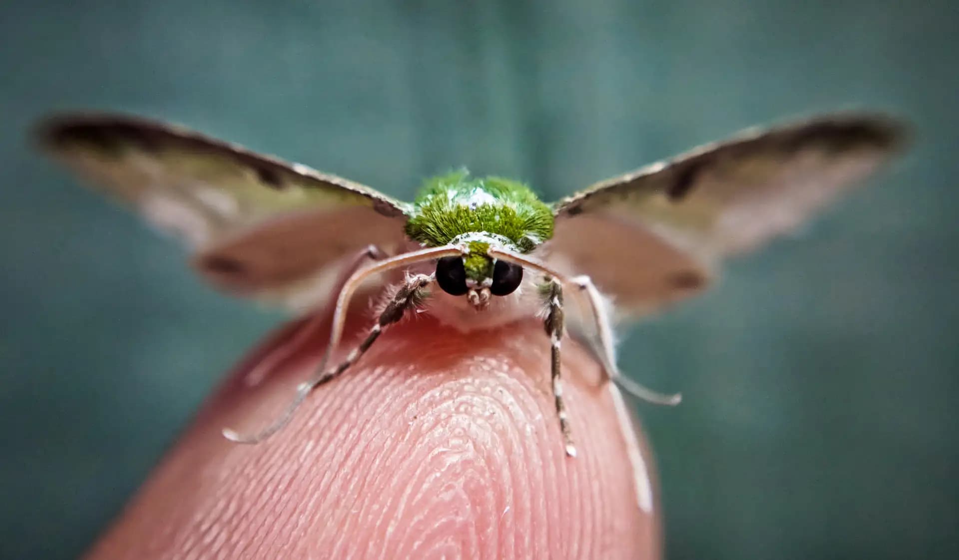 A green moth was sitting on my finger and I decided to take a picture.