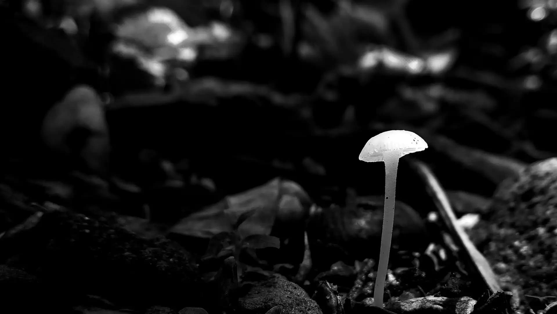 A shred of light on a tiny mushroom in our garden.
