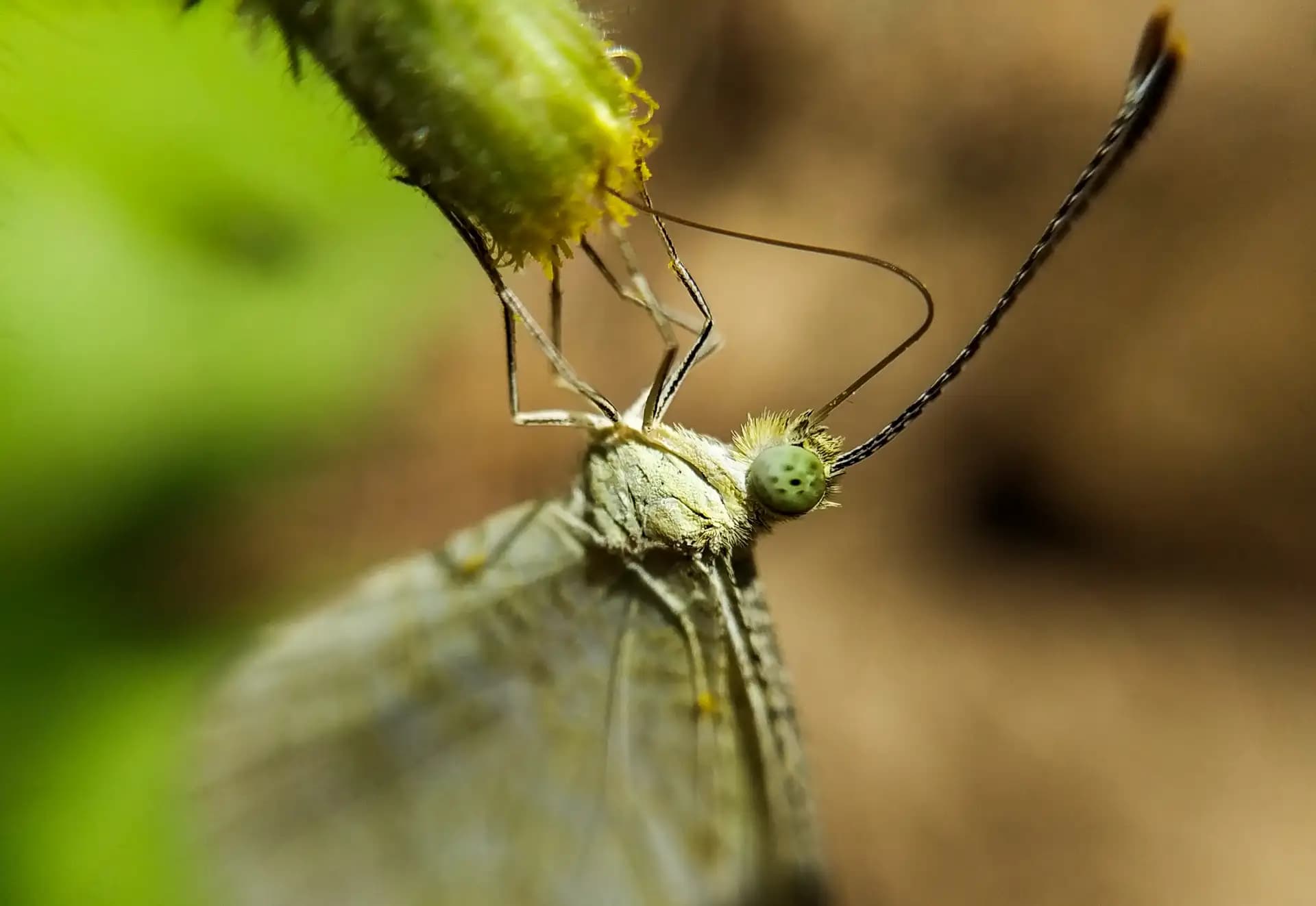 A moth sitting on a flower.