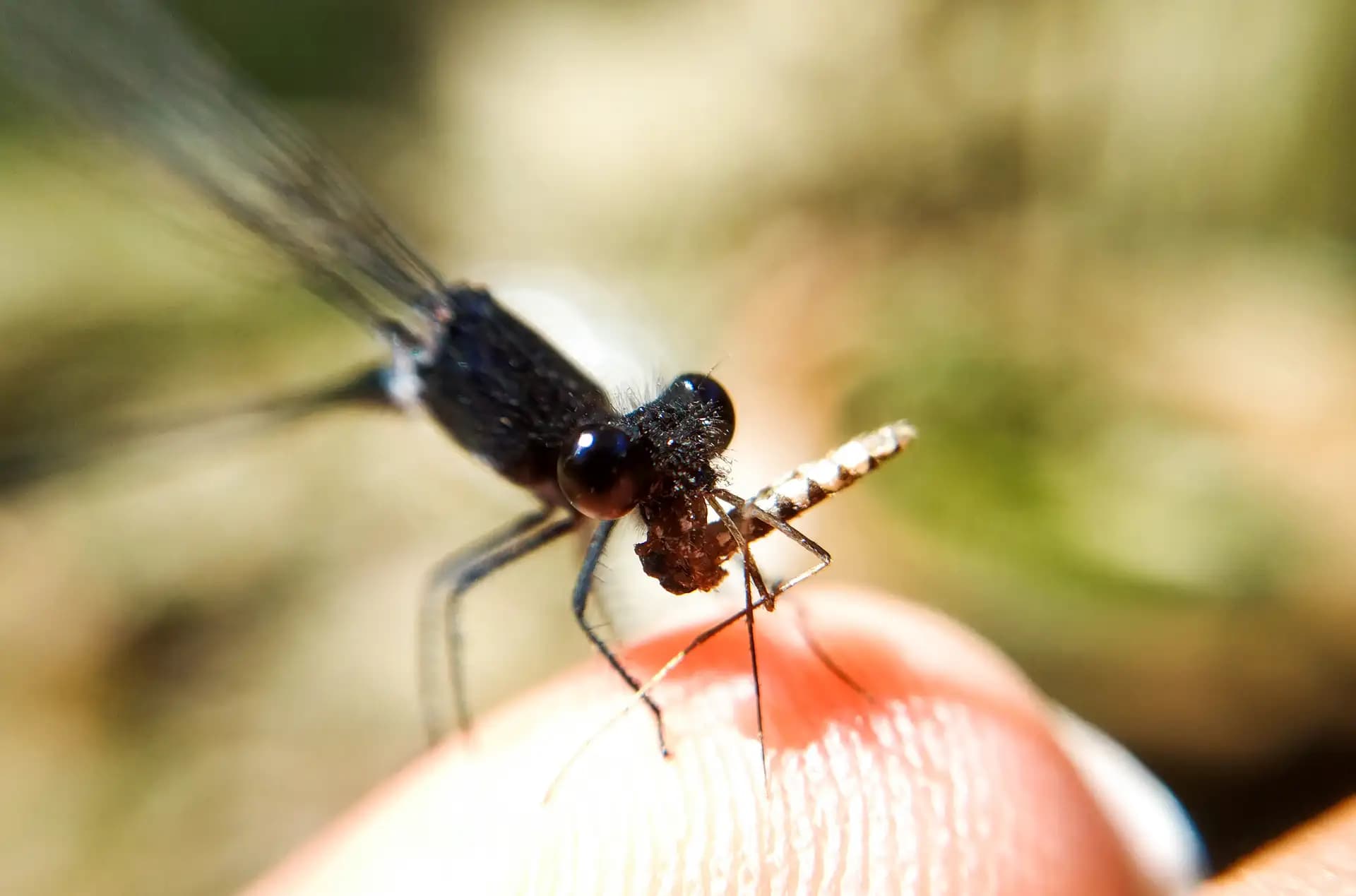 A damselfly eating a mosquito while sitting on my finger.