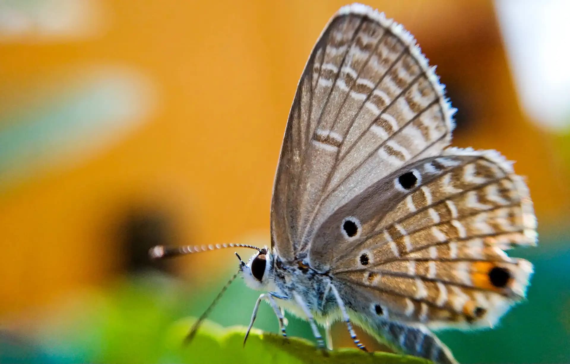 A beautiful moth was posing for a photo.