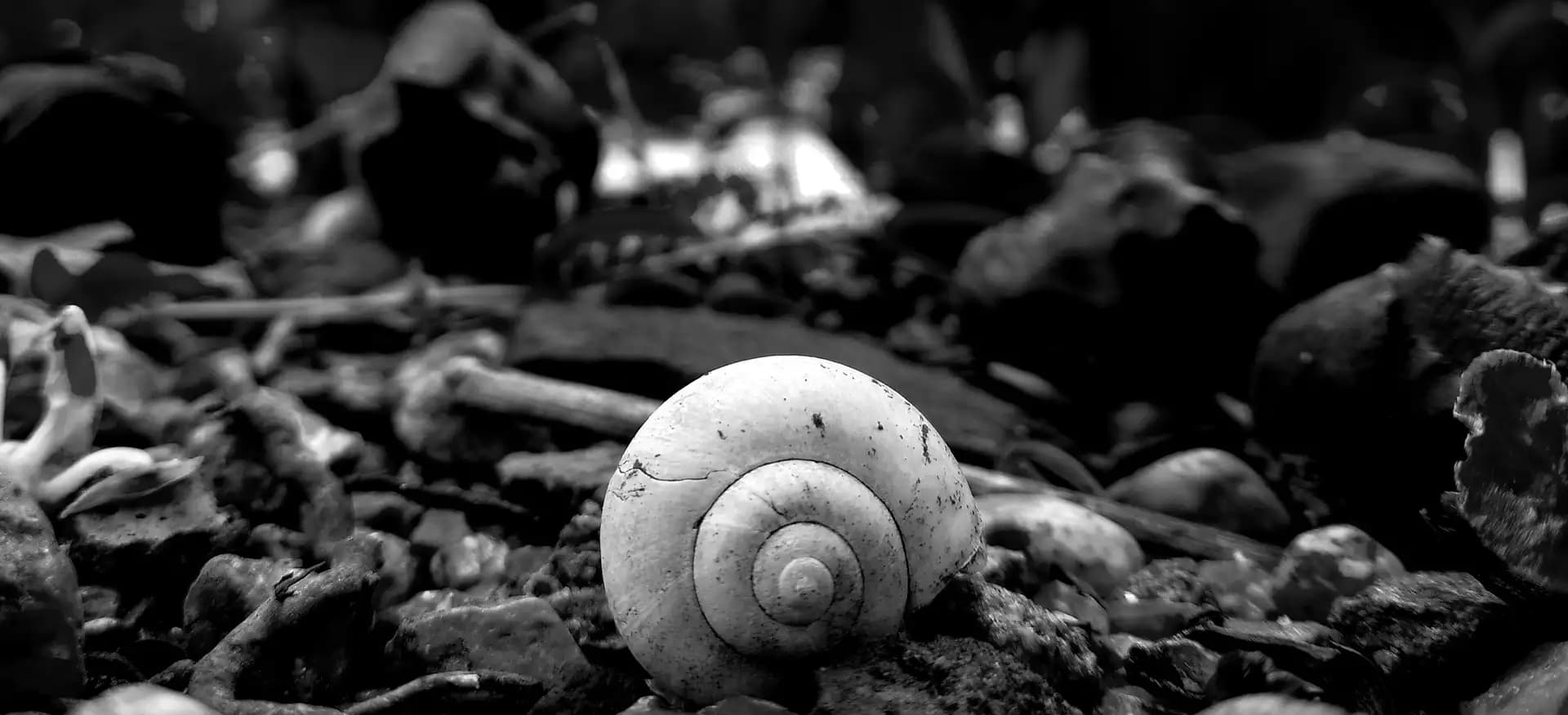 A lone shell in a vast garden..