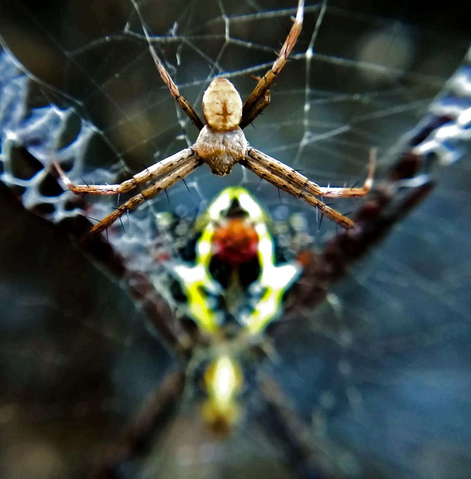 The mom spider is protecting it's child from behind.