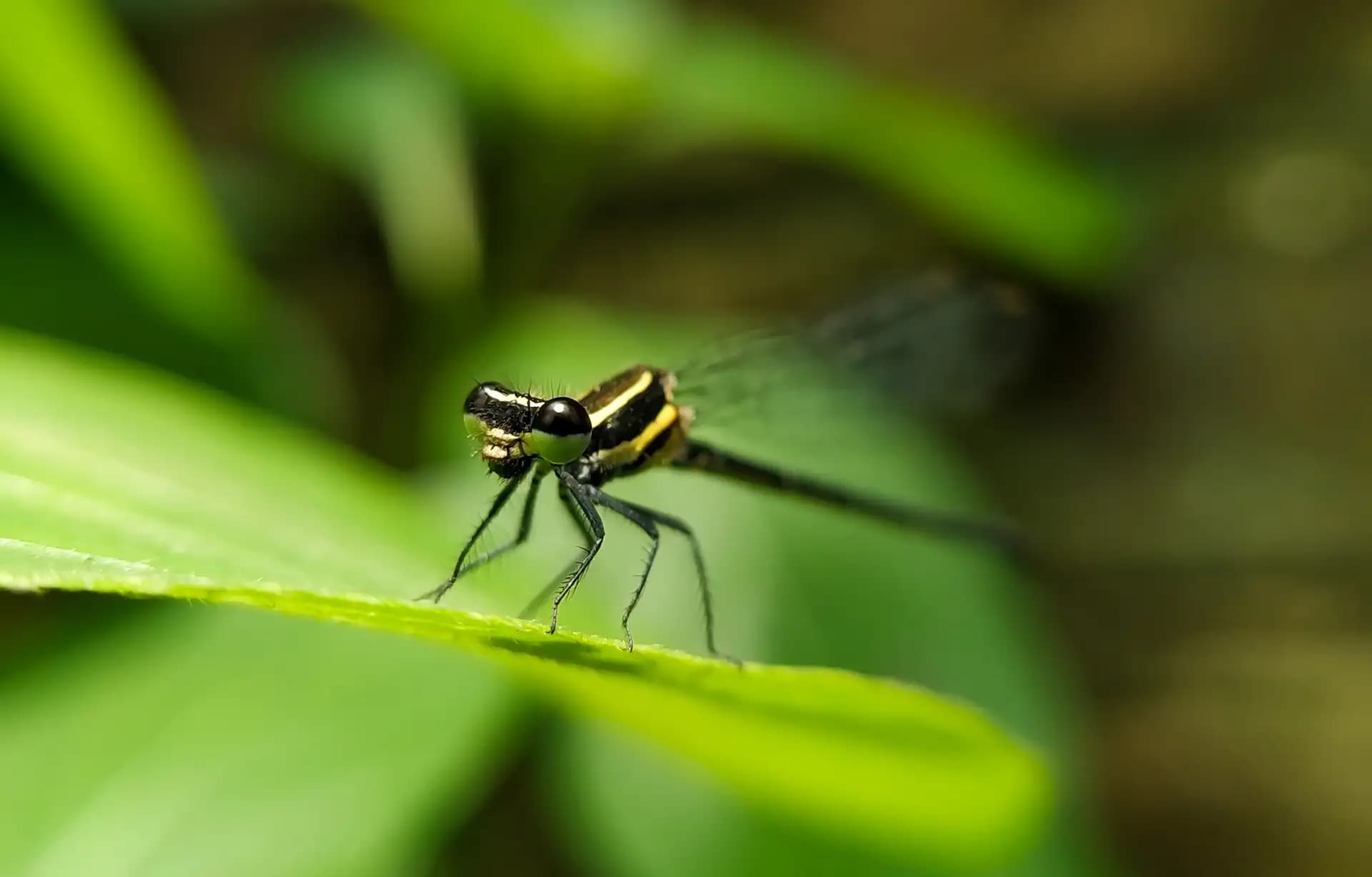 A damselfly sitting on green leaf.