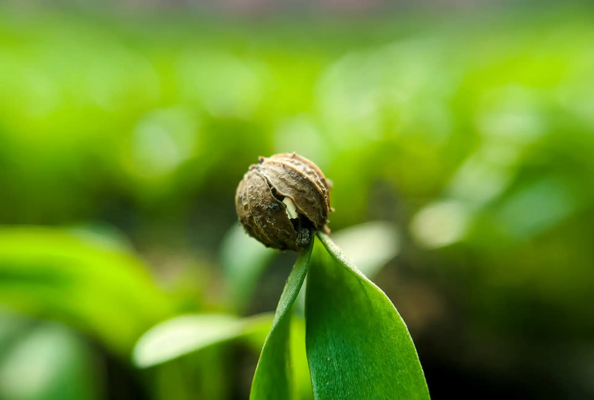 Close up of corander seed.
