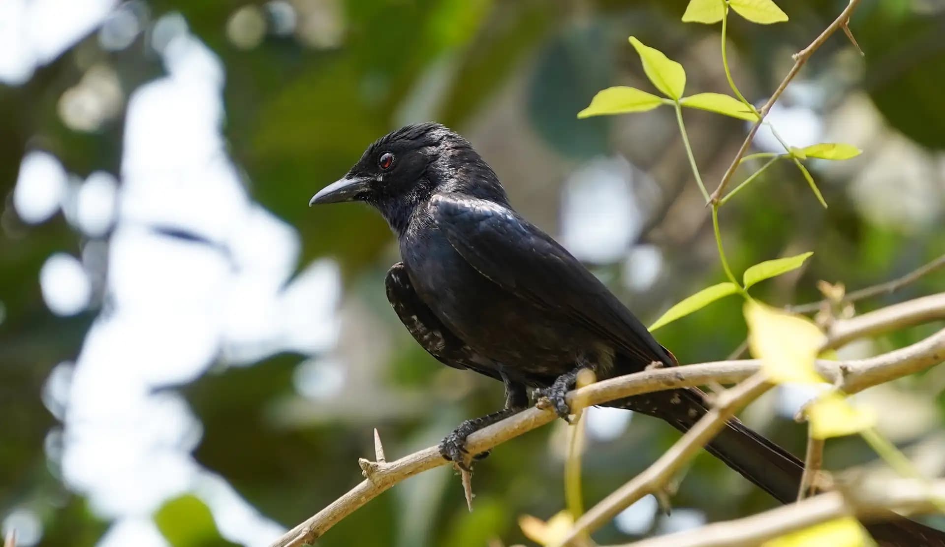 The Black Drongo was deep in thought while sitting comfortably.