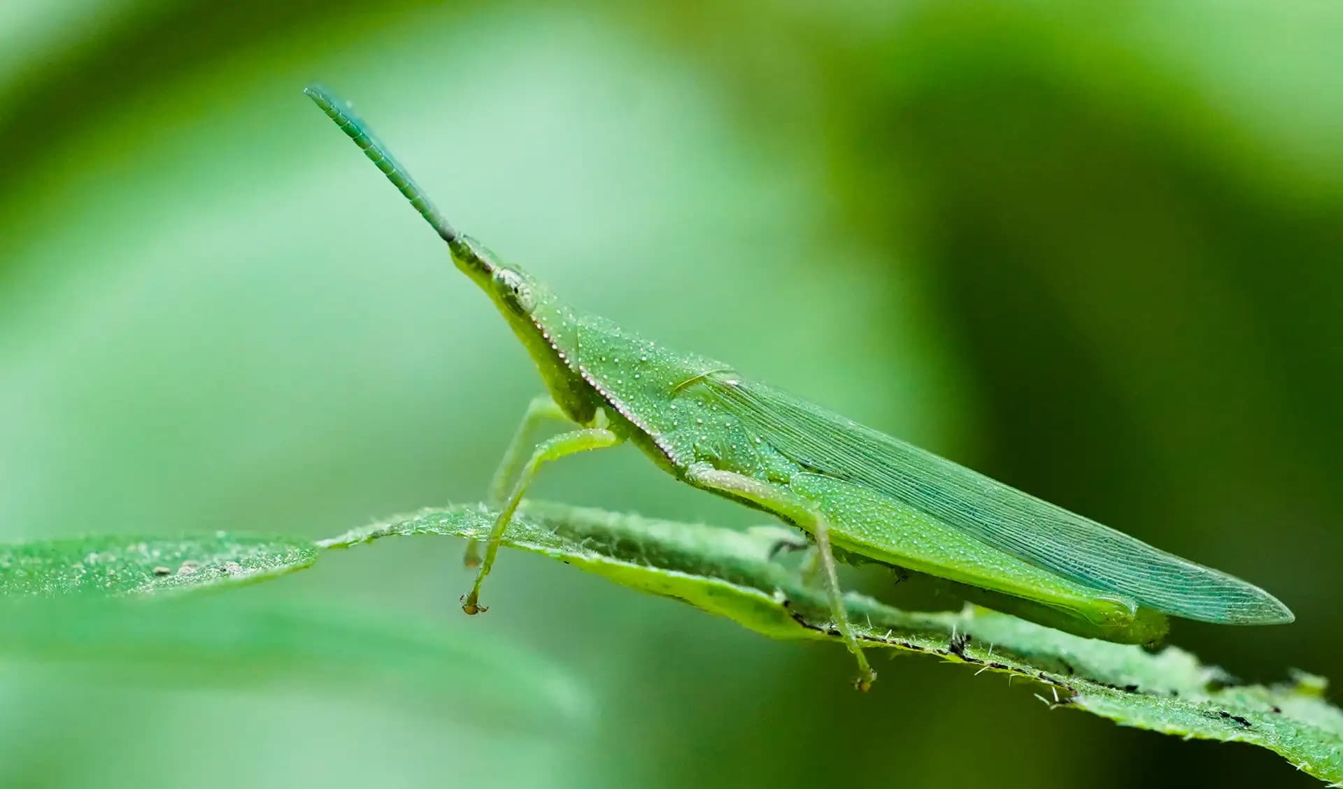 The grasshopper is trying to blend in with the environment..
