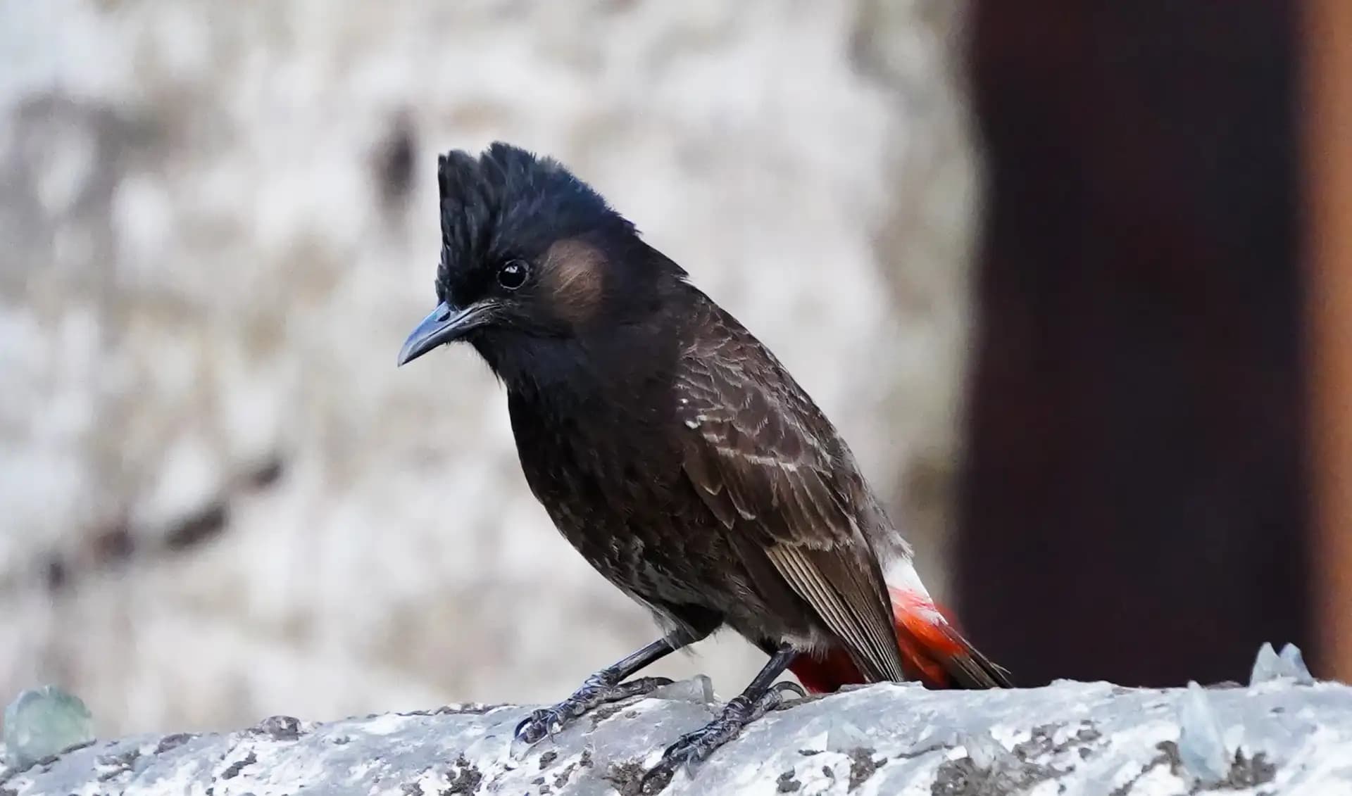 A red vented bulbul sitting quitely, filled with random thoughts.