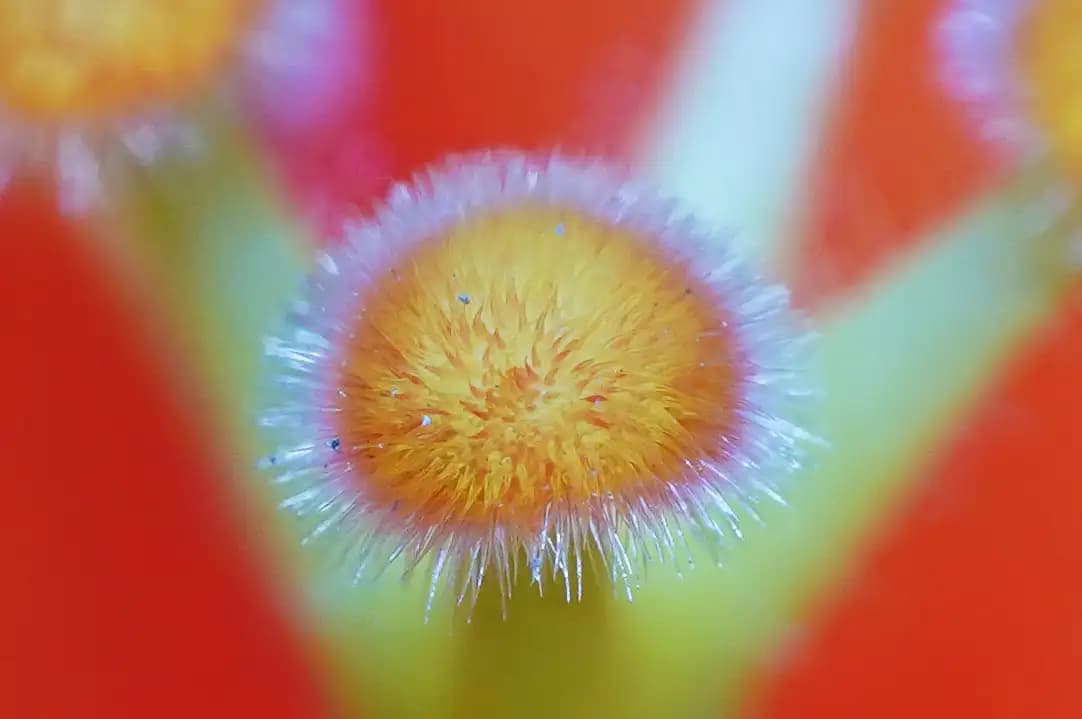 Extreme closeup of the stigma of Hibiscus flower.