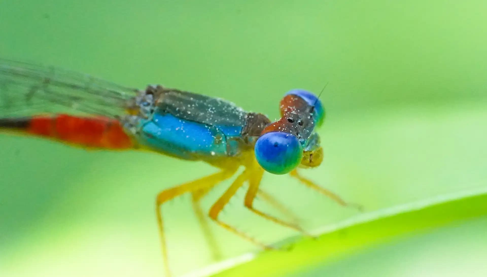 A colorful damselfy sitting quietly on a leaf.