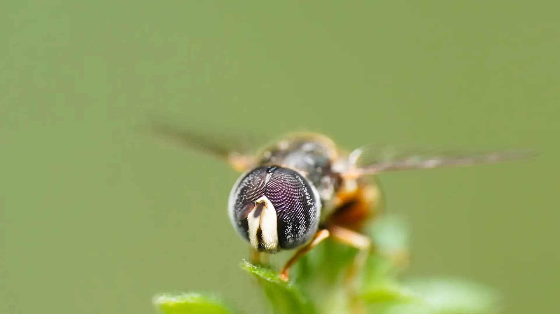 A hoverfly sitting on a leaf.