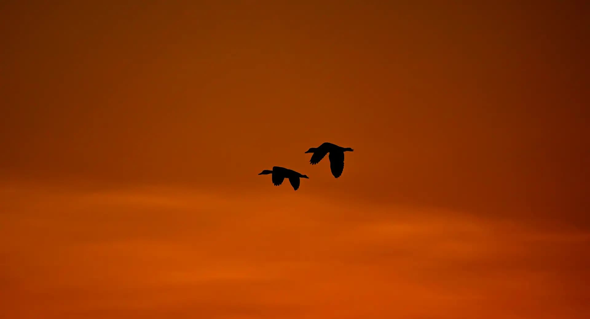 It was the end of the day and the two birds going back to their home.