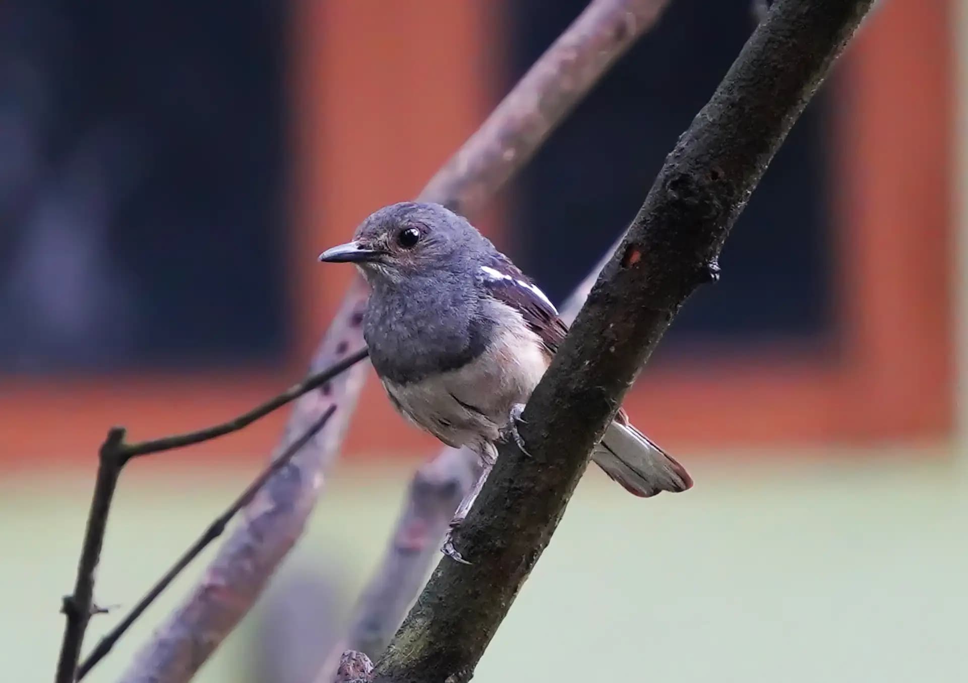 A Oriental magpie-robin (দোয়েল) sitting quietly, deep in thought.