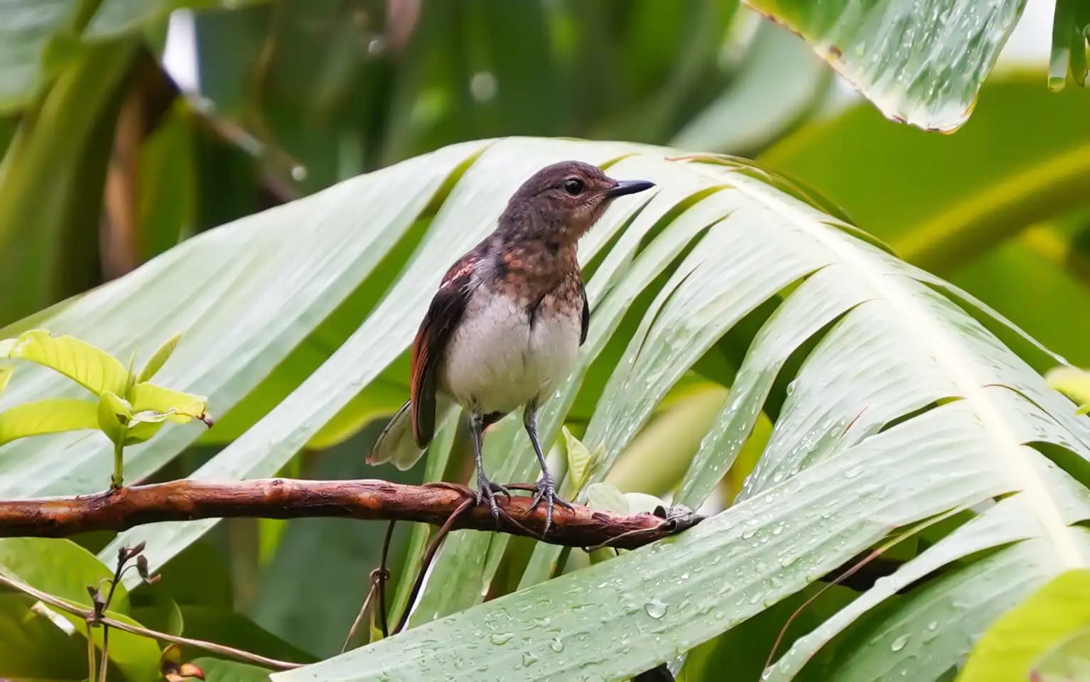 The oriental magpie-robin was sitting on a tree just after the rain.