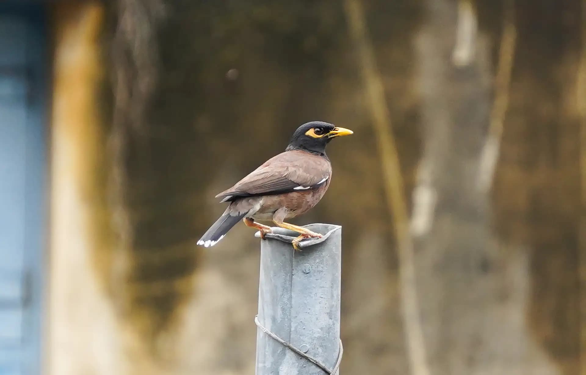A common myna was sitting on a pole.
