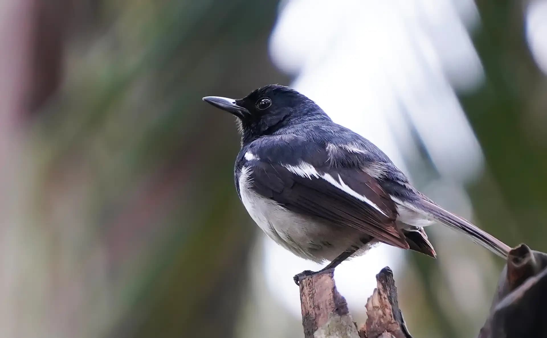 A Orient-Magpie Robin was sitting on a pole.