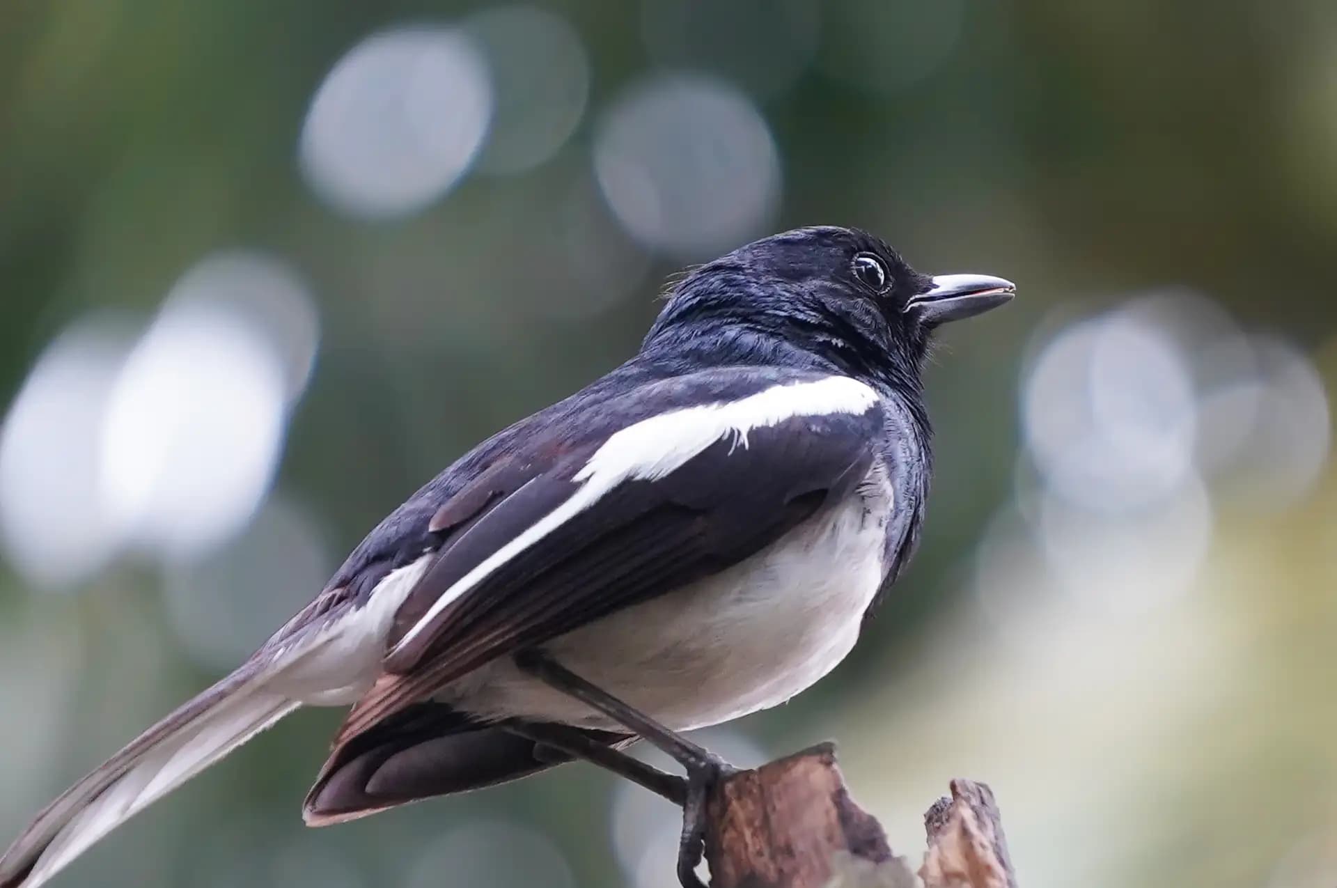 A Orient-Magpie Robin was sitting on a pole.