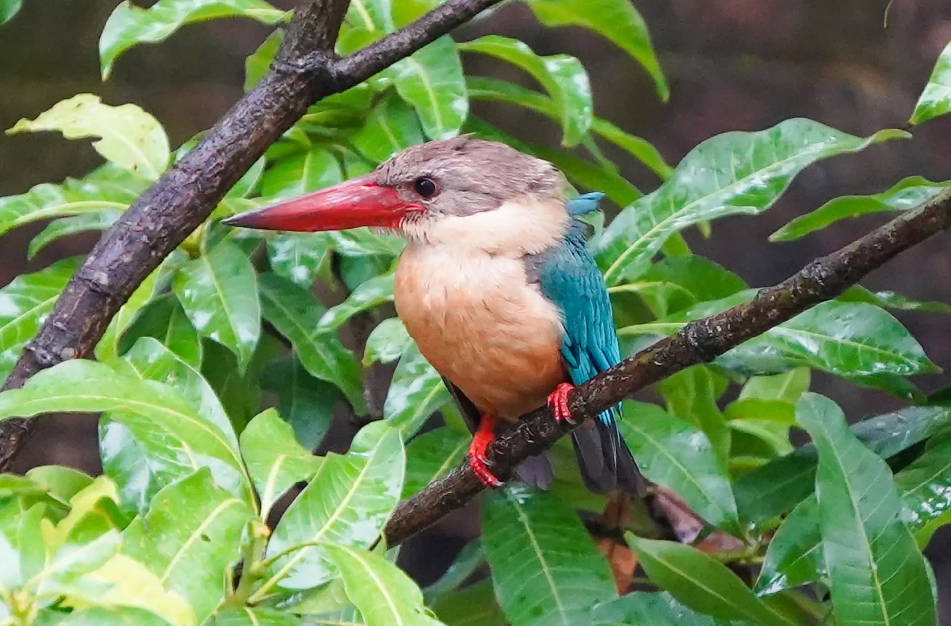 The Stork-billed Kingfisher resting on a guava tree just after the rain.
