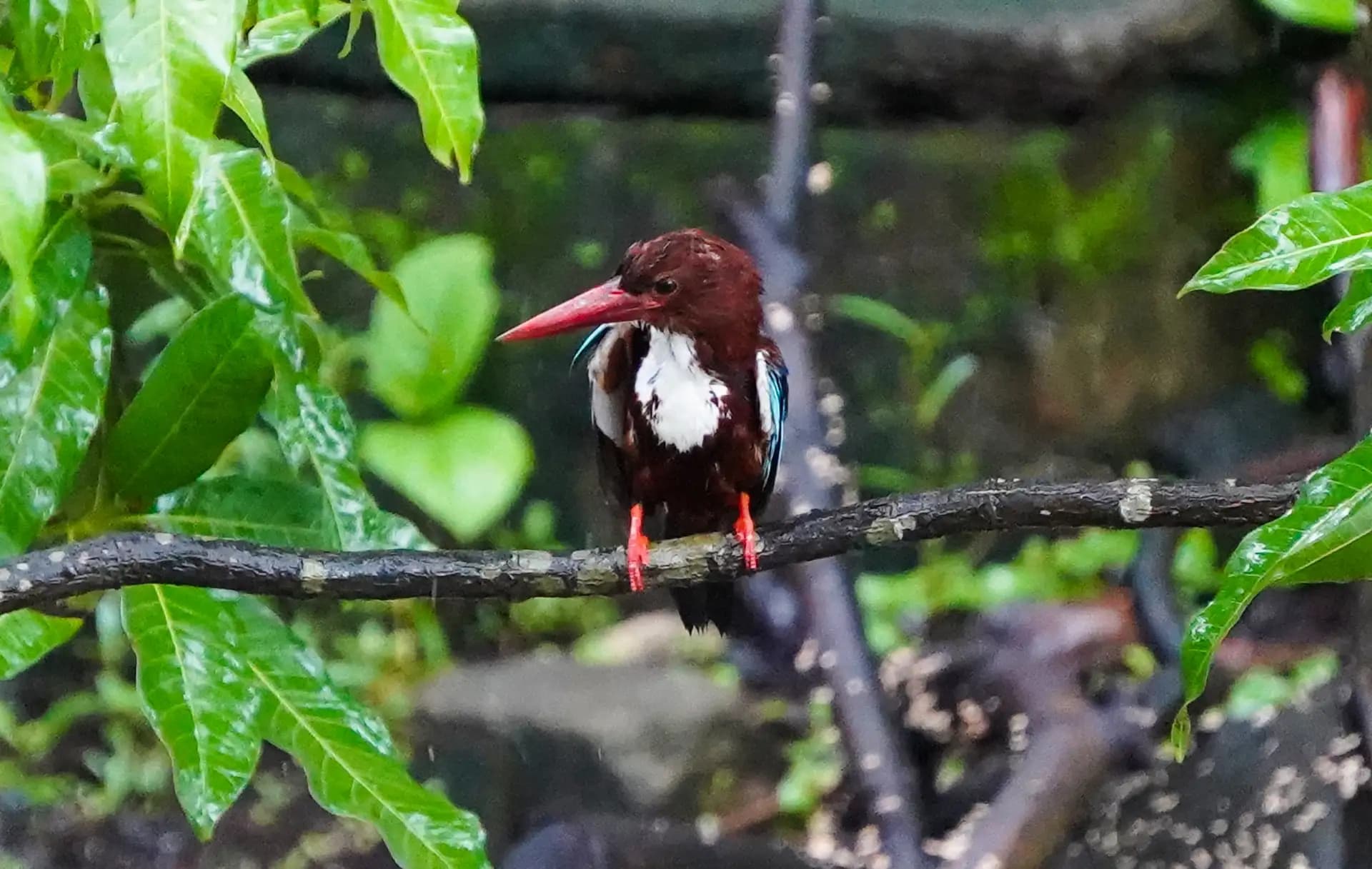 The White-throated Kingfisher resting on a guava tree just after the rain.