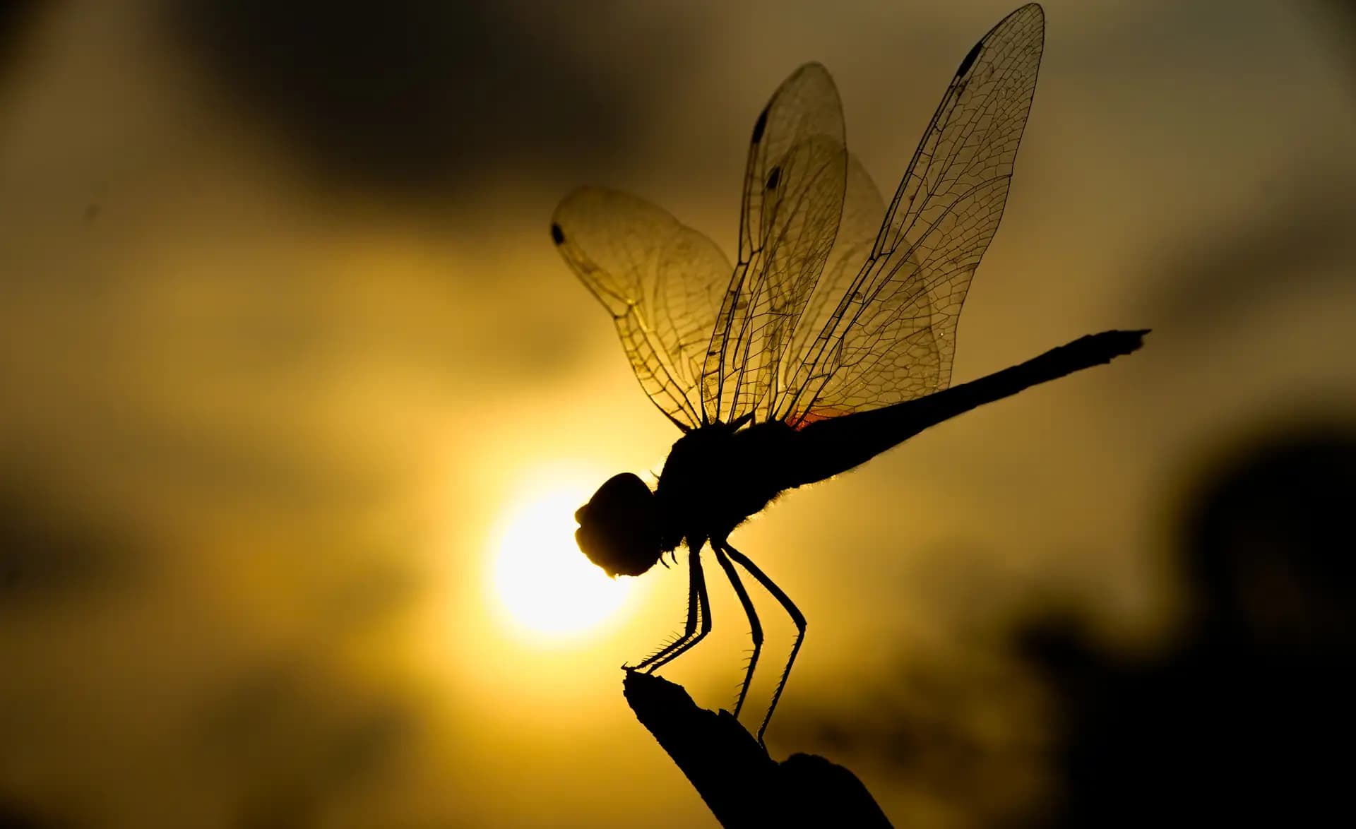 The fly was posing before the sun at the time of sunset. It was a beautiful sight.