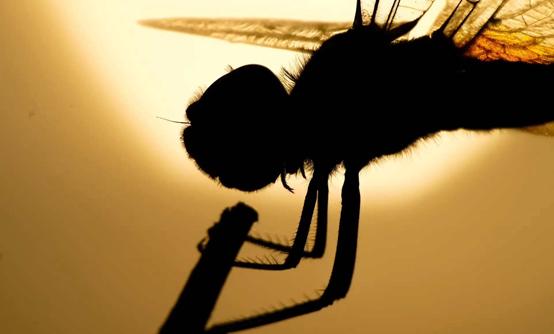 The fly was posing before the sun at the time of sunset. It was a beautiful sight.