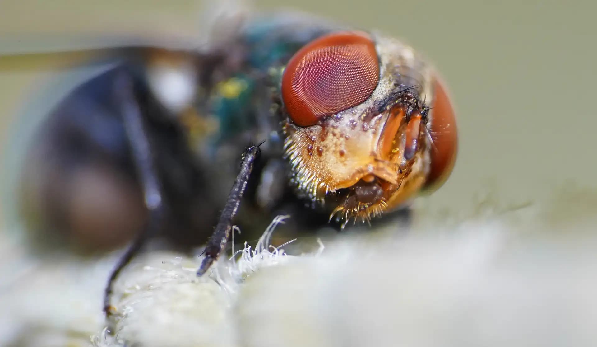 A fly sitting on a rope.
