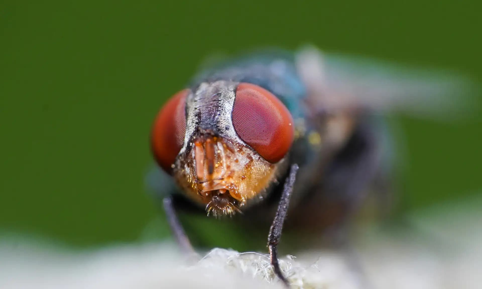 A fly sitting on a rope.