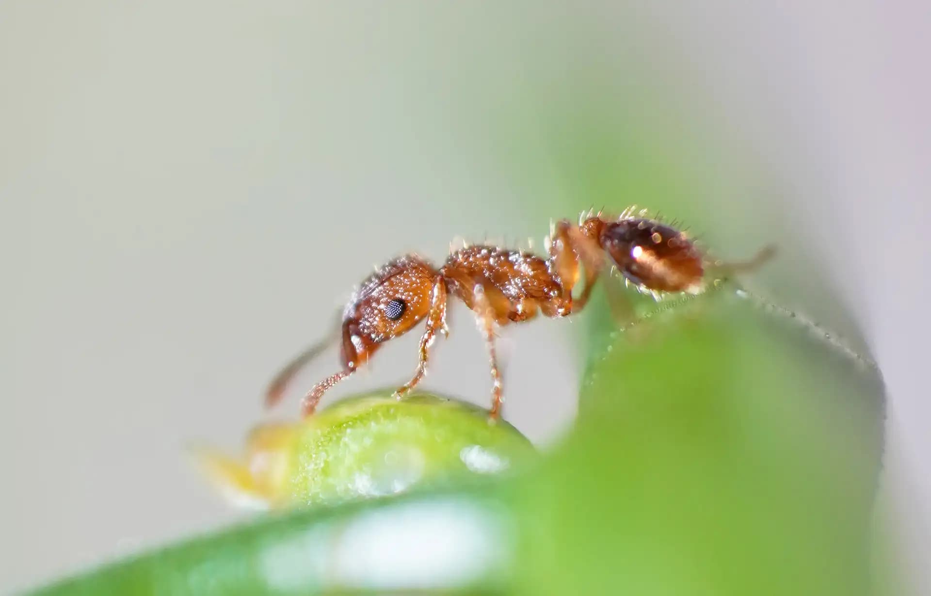 A fire ant on a flower stem.