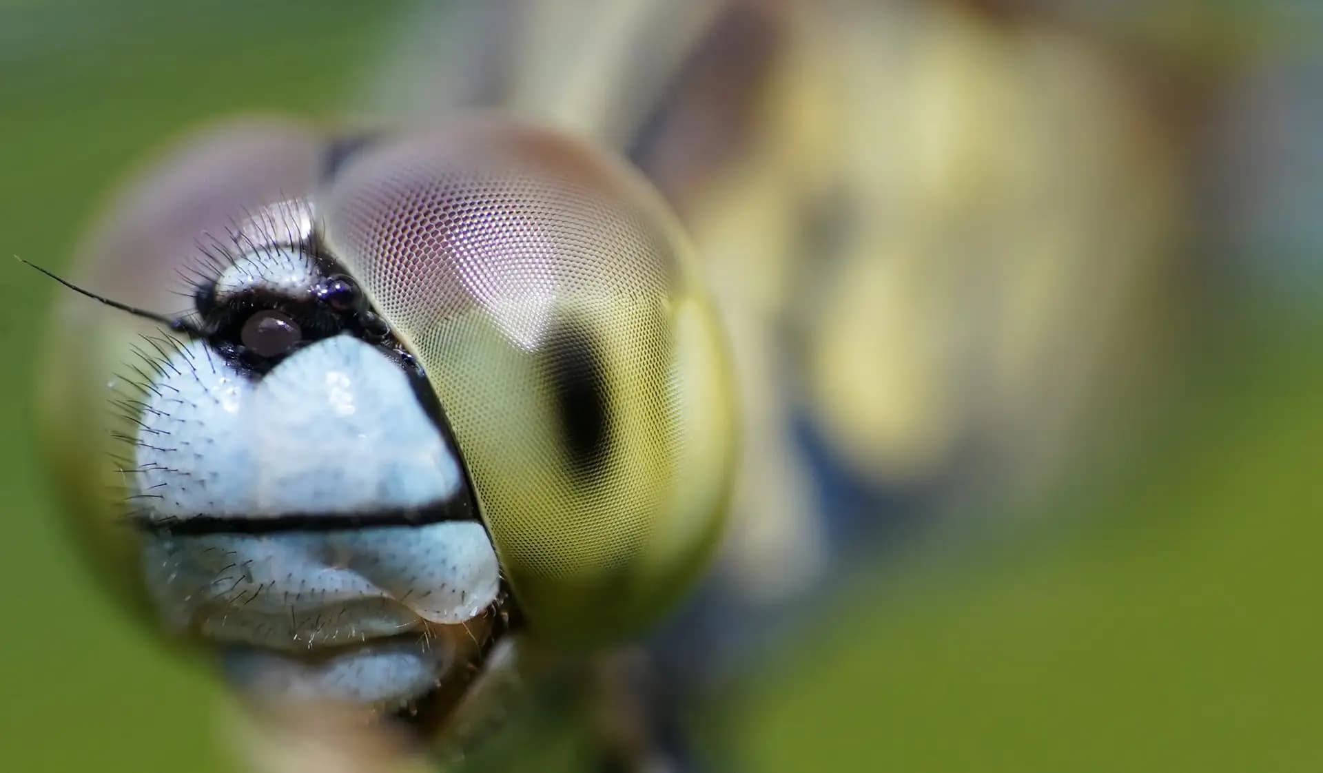 An extreme closeup of the eye of a dragonfly.