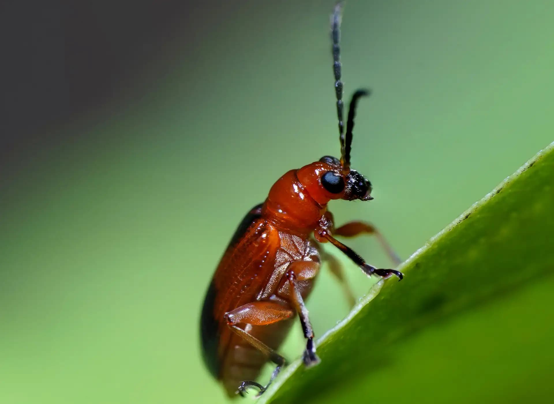 The onion beetle was resting on a leaf.