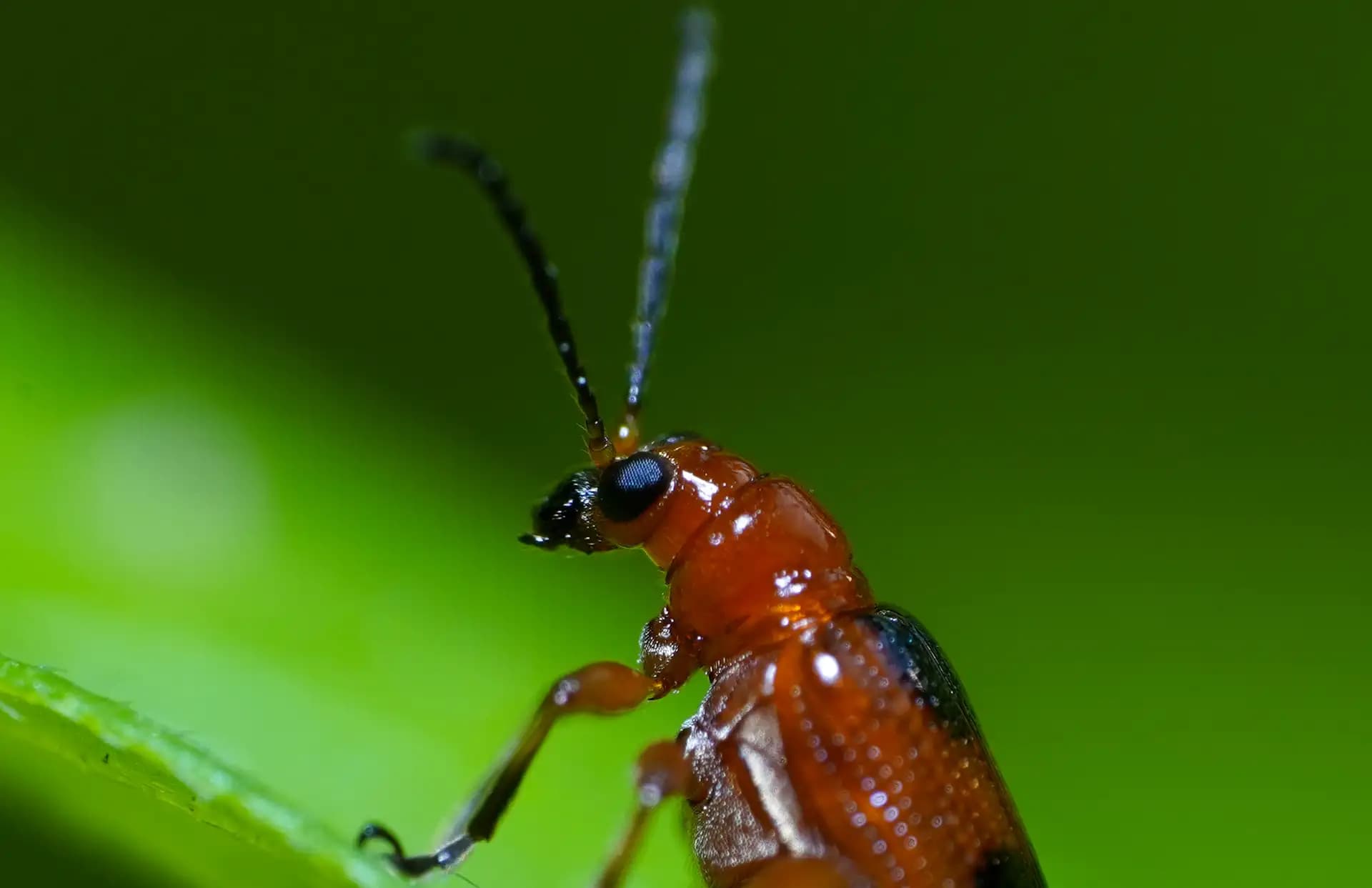 The onion beetle was resting on a leaf.