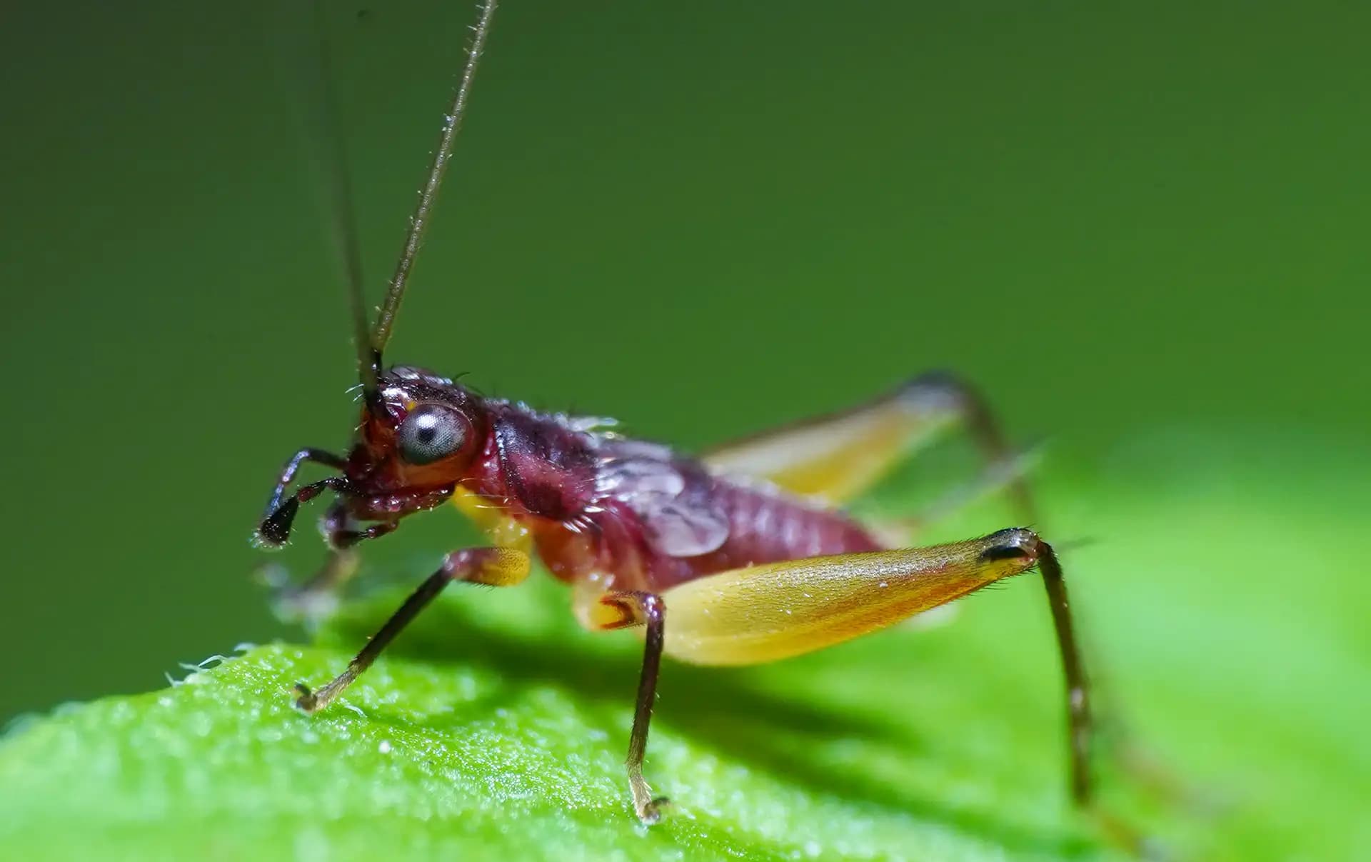 The red headed bush cricket was posing for a photo..