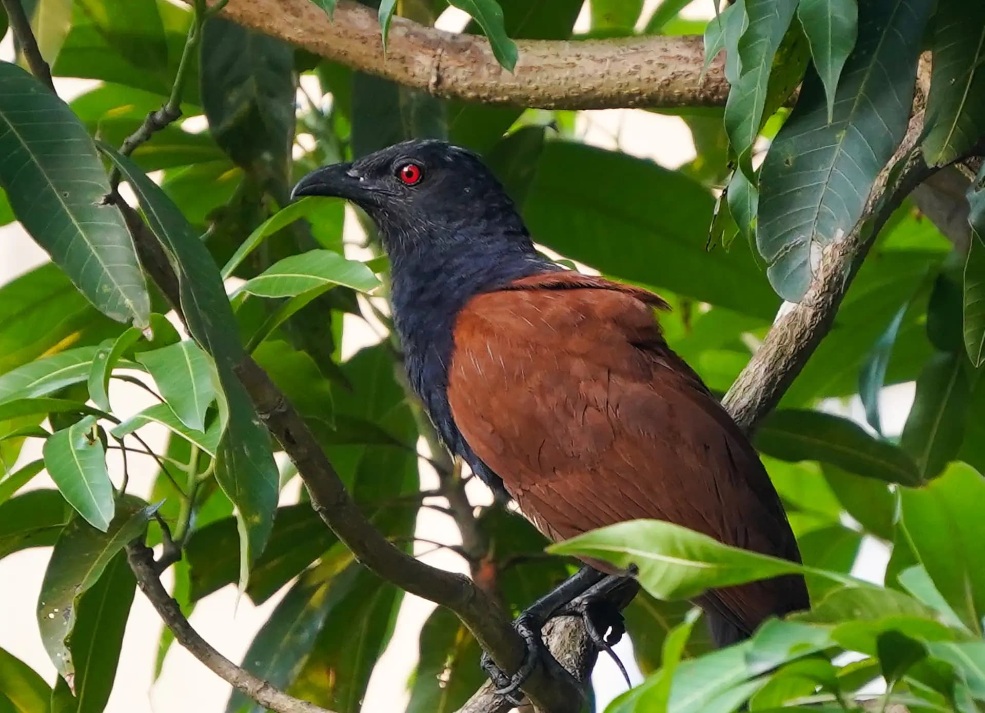 The greater coucal was resting on a tree.