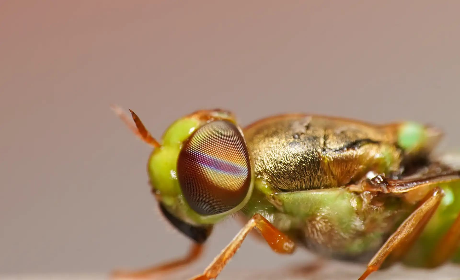 The orange-horned green colonel was sitting on my monitor at night and I decided to take some shots.