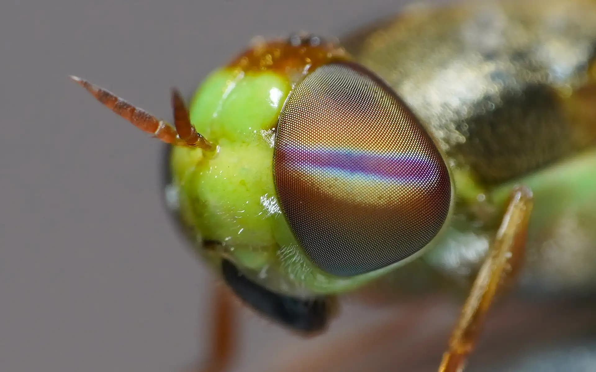 The orange-horned green colonel was sitting on my monitor at night and I decided to take some shots.