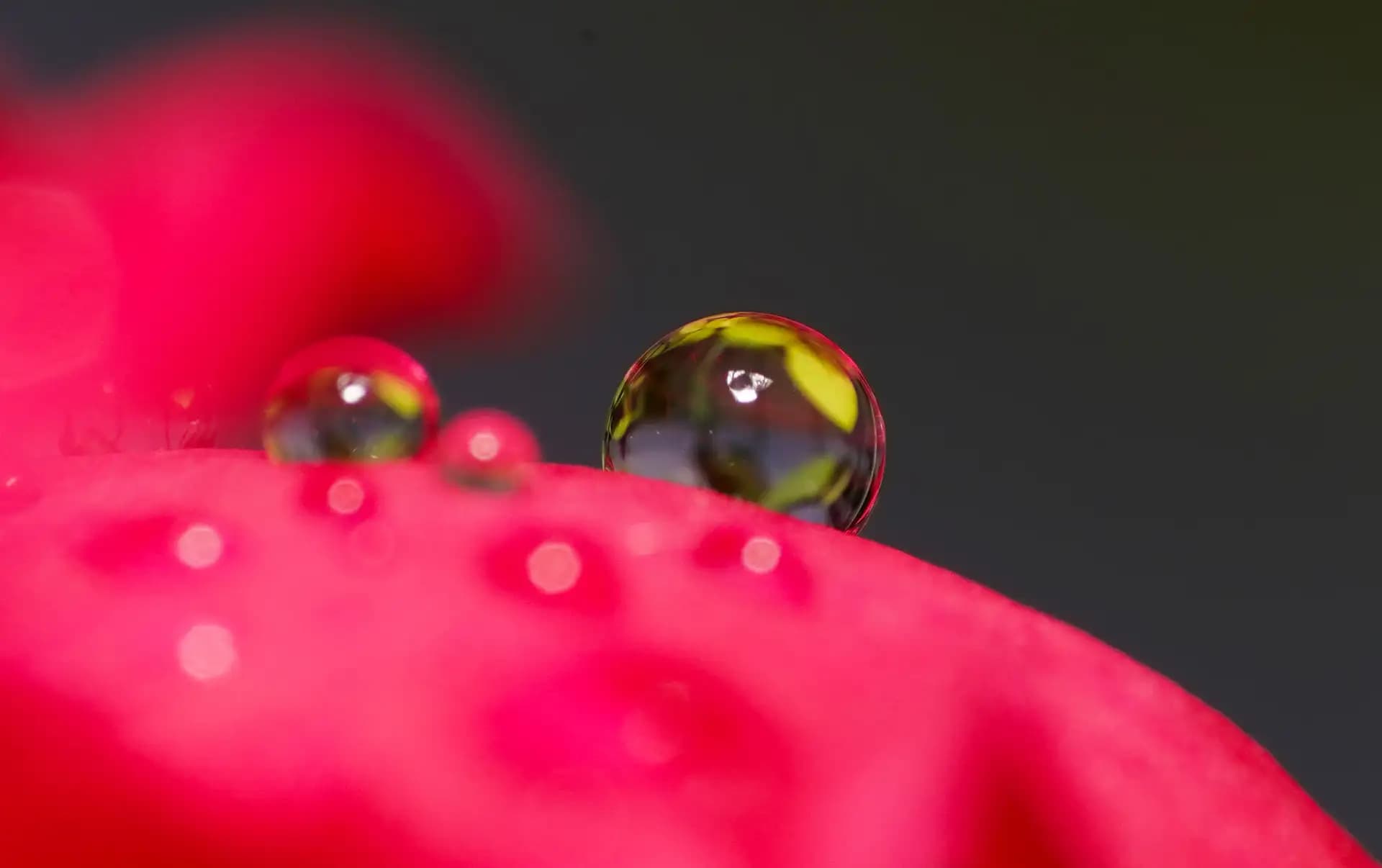 Drop of water on rose petal.