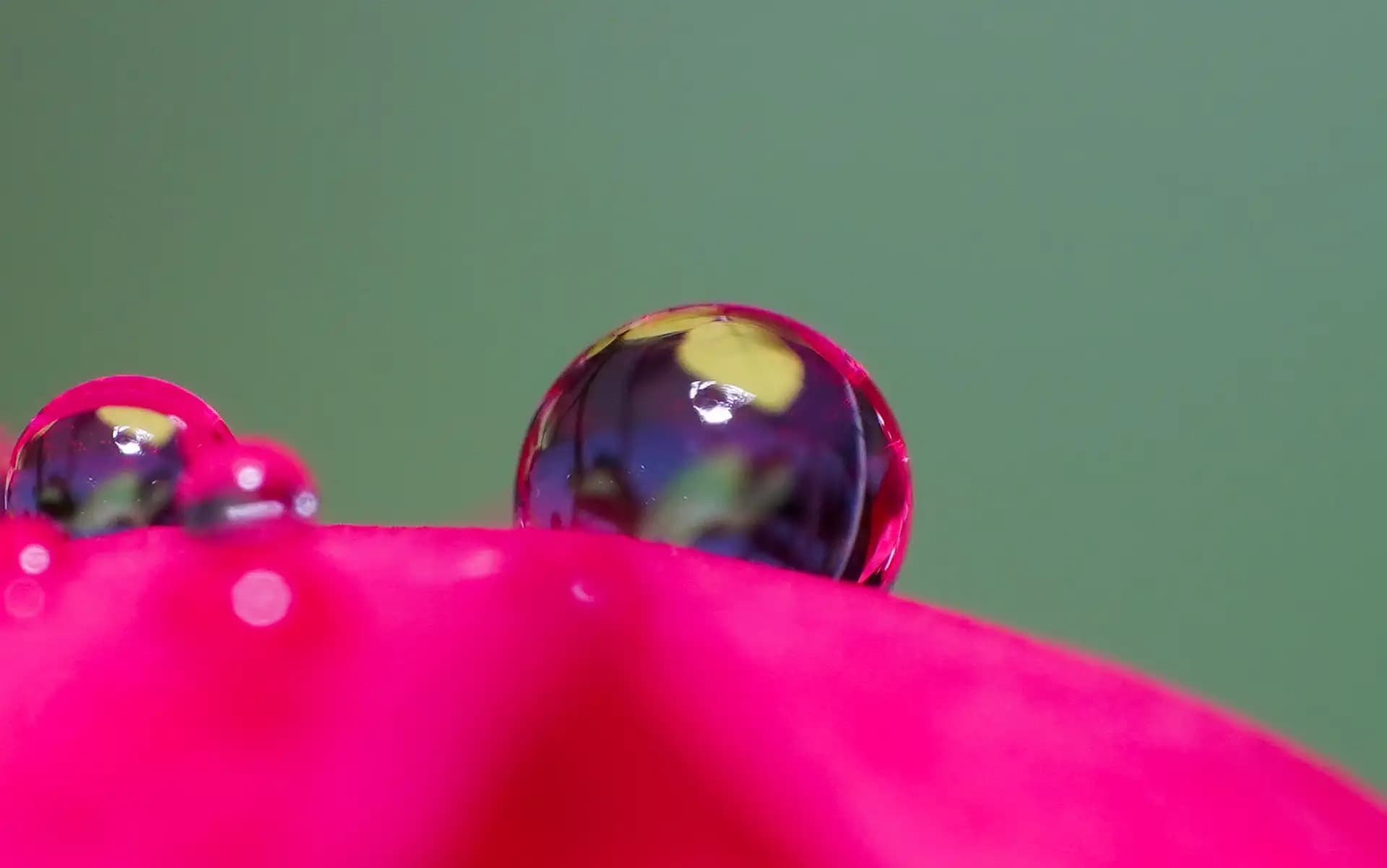 Drop of water on rose petal.