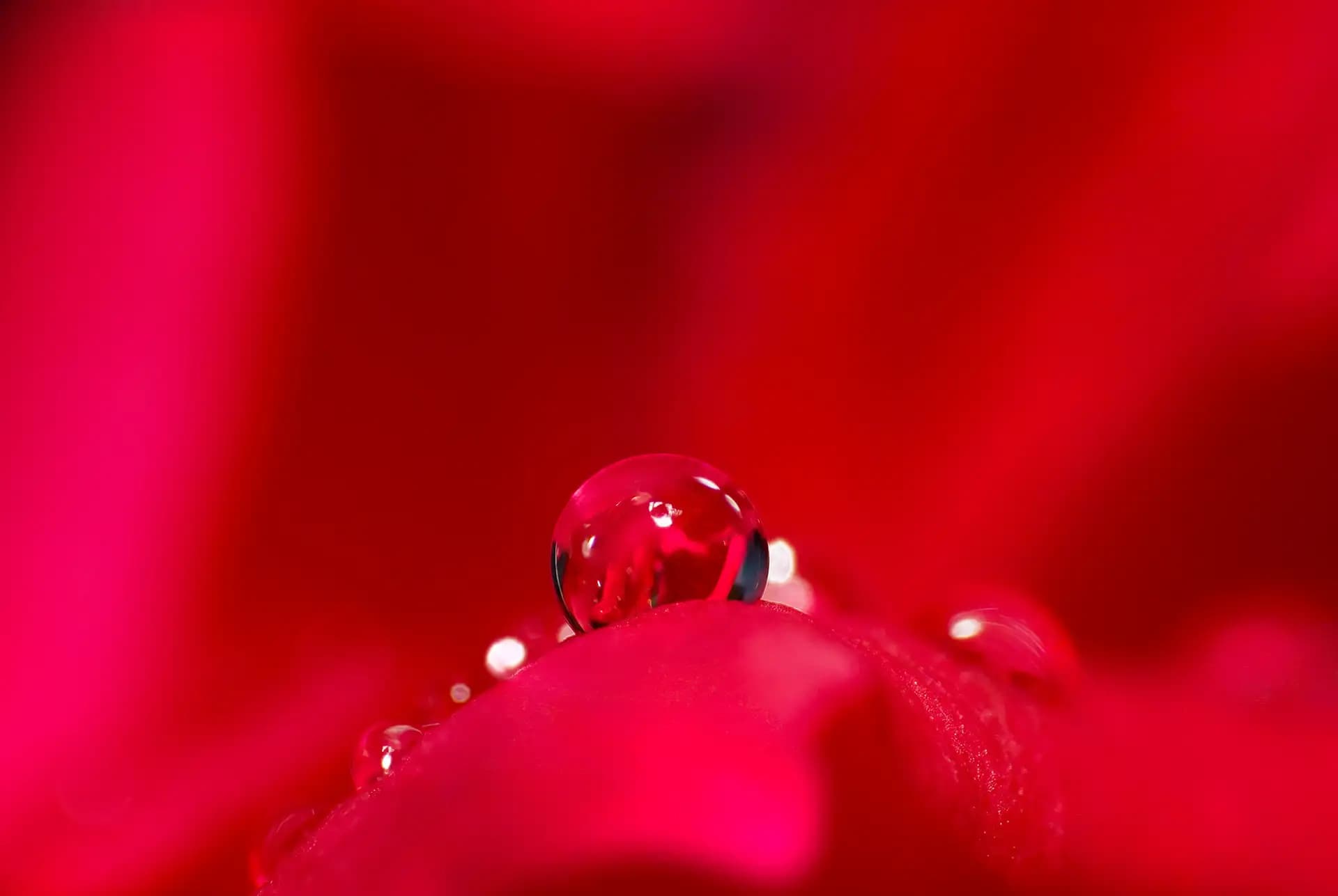 Drop of water on rose petal.