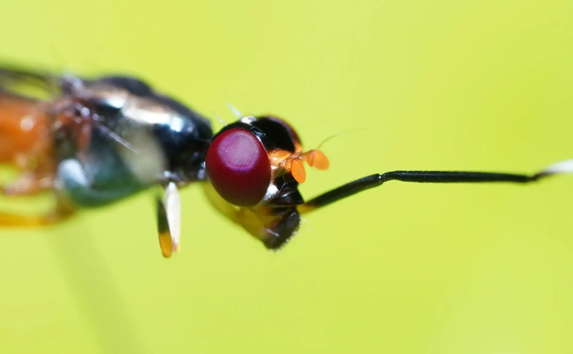 The parasitic wasp was posing for a closeup..