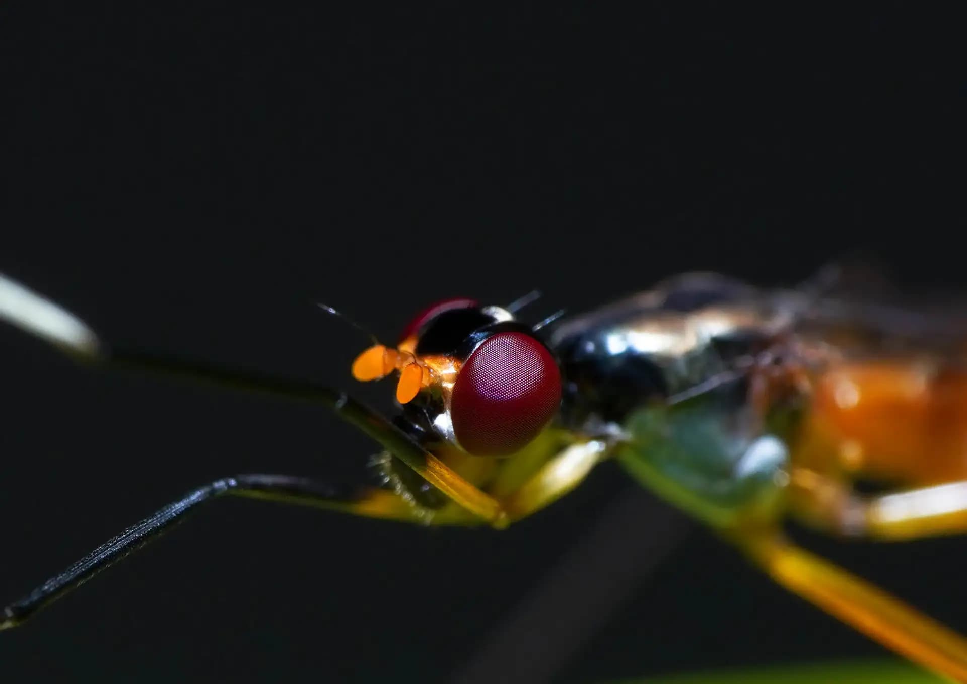 The parasitic wasp was posing for a closeup..